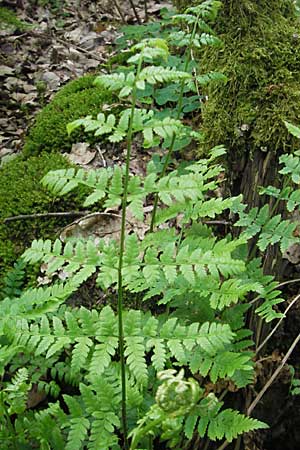 Dryopteris carthusiana \ Dorniger Wurmfarn, Kleiner Dornfarn / Narrow Buckler Fern, D Odenwald, Langenthal 18.5.2009