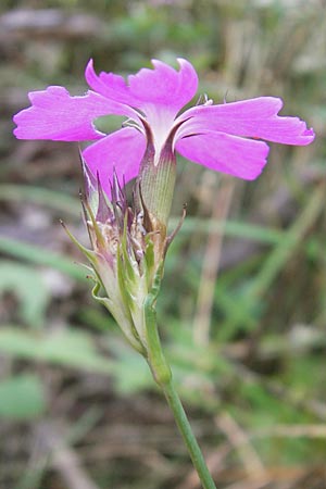 Dianthus carthusianorum subsp. carthusianorum \ Kartuser-Nelke / Carthusian Pink, D Zwingenberg an der Bergstraße 21.9.2010