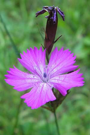 Dianthus carthusianorum subsp. carthusianorum \ Kartuser-Nelke / Carthusian Pink, D Zwingenberg an der Bergstraße 21.9.2010