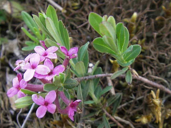 Daphne cneorum \ Rosmarin-Seidelbast, Flaumiger Seidelbast / Garland Flower, D Eching 5.5.2012