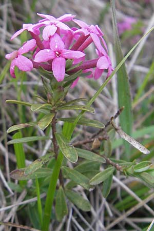 Daphne cneorum \ Rosmarin-Seidelbast, Flaumiger Seidelbast / Garland Flower, D Eching 5.5.2012