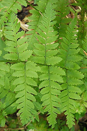 Dryopteris carthusiana \ Dorniger Wurmfarn, Kleiner Dornfarn / Narrow Buckler Fern, D Bammental 8.5.2012