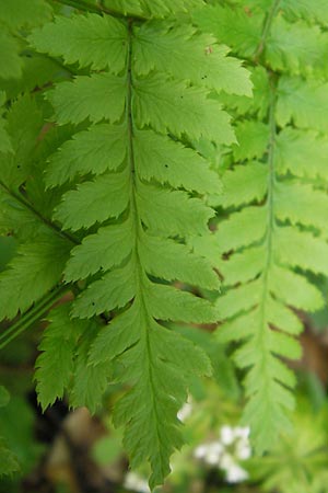 Dryopteris carthusiana \ Dorniger Wurmfarn, Kleiner Dornfarn / Narrow Buckler Fern, D Bammental 8.5.2012