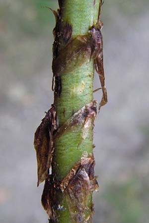 Dryopteris carthusiana \ Dorniger Wurmfarn, Kleiner Dornfarn / Narrow Buckler Fern, D Heidelberg 2.10.2012
