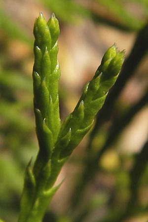 Diphasiastrum complanatum \ Gewhnlicher Flach-Brlapp / Northern Running-Pine, D Lorch 31.8.2013