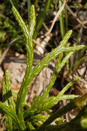 Diphasiastrum complanatum \ Gewhnlicher Flach-Brlapp / Northern Running-Pine, D Lorch 31.8.2013