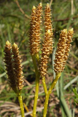Diphasiastrum complanatum \ Gewhnlicher Flach-Brlapp / Northern Running-Pine, D Lorch 31.8.2013