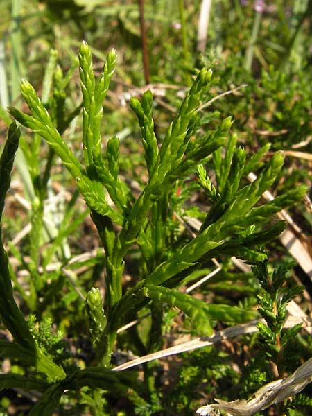 Diphasiastrum complanatum \ Gewhnlicher Flach-Brlapp / Northern Running-Pine, D Lorch 31.8.2013