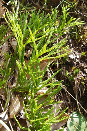Diphasiastrum complanatum \ Gewhnlicher Flach-Brlapp / Northern Running-Pine, D Lorch 31.8.2013