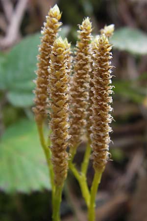 Diphasiastrum complanatum \ Gewhnlicher Flach-Brlapp / Northern Running-Pine, D Lorch 31.8.2013