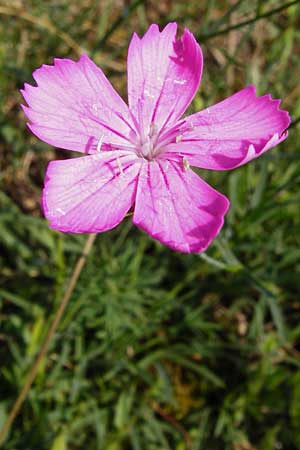 Dianthus carthusianorum subsp. carthusianorum \ Kartuser-Nelke / Carthusian Pink, D Rheinhessen, Wonsheim 17.8.2014