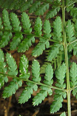 Dryopteris dilatata \ Breitblttriger Dornfarn, Groer Dornfarn / Broad Buckler Fern, D Odenwald, Langenthal 1.6.2011