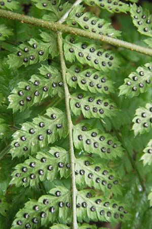 Dryopteris dilatata \ Breitblttriger Dornfarn, Groer Dornfarn / Broad Buckler Fern, D Odenwald, Langenthal 1.6.2011