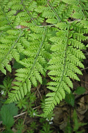 Dryopteris dilatata \ Breitblttriger Dornfarn, Groer Dornfarn / Broad Buckler Fern, D Bammental 8.5.2012