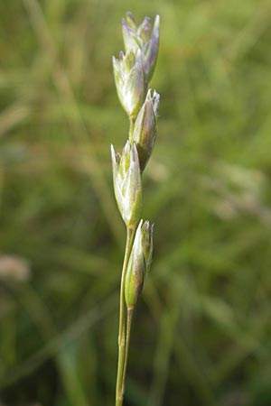 Danthonia decumbens \ Tuschender Dreizahn / Common Heath Grass, D Hassloch 21.6.2012