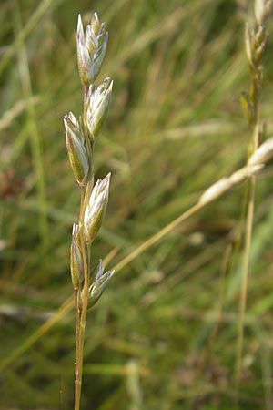 Danthonia decumbens \ Tuschender Dreizahn / Common Heath Grass, D Hassloch 21.6.2012