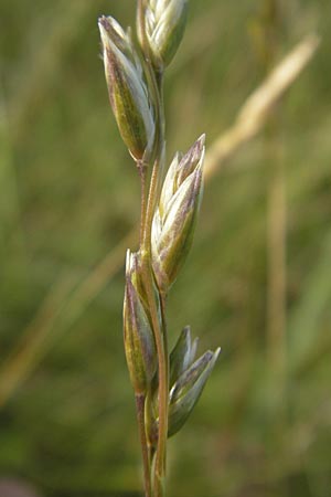 Danthonia decumbens \ Tuschender Dreizahn / Common Heath Grass, D Hassloch 21.6.2012