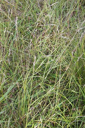Danthonia decumbens \ Tuschender Dreizahn / Common Heath Grass, D Hassloch 21.6.2012