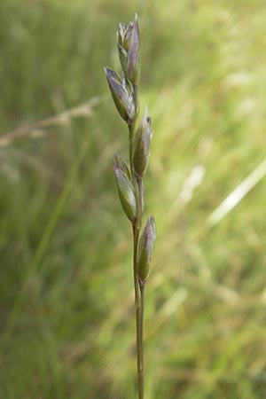 Danthonia decumbens \ Tuschender Dreizahn / Common Heath Grass, D Hassloch 21.6.2012