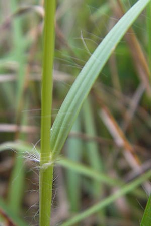 Danthonia decumbens \ Tuschender Dreizahn / Common Heath Grass, D Hassloch 21.6.2012