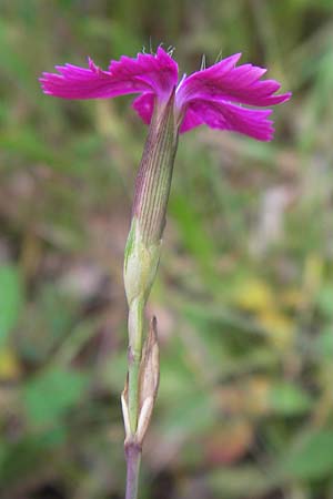 Dianthus deltoides \ Heide-Nelke / Maiden Pink, D Schwarzwald/Black-Forest, Reichental 7.7.2012