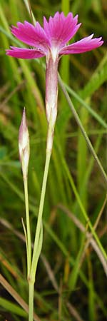 Dianthus deltoides \ Heide-Nelke / Maiden Pink, D Gladenbach 5.7.2014