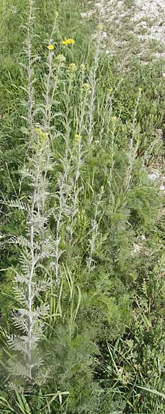 Descurainia sophia \ Besen-Rauke / Flixweed, Tansy Mustard, D Gerolzhofen-Sulzheim 25.4.2009