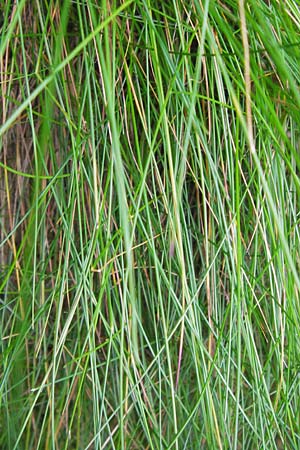 Deschampsia flexuosa \ Draht-Schmiele / Wavy Hair Grass, D Odenwald, Hammelbach 26.7.2013