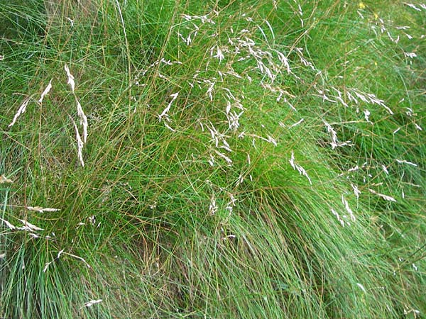 Deschampsia flexuosa \ Draht-Schmiele / Wavy Hair Grass, D Odenwald, Hammelbach 26.7.2013