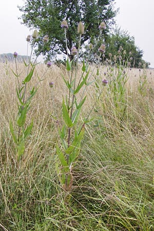 Dipsacus fullonum \ Wilde Karde / Wild Teasel, D Philippsburg 12.7.2014