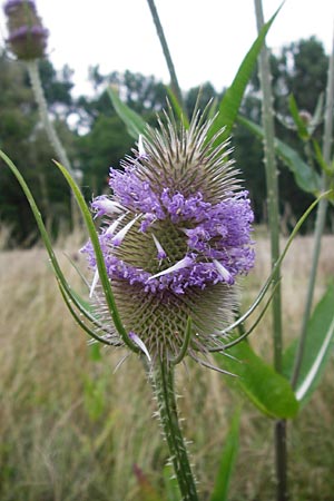 Dipsacus fullonum \ Wilde Karde / Wild Teasel, D Philippsburg 12.7.2014