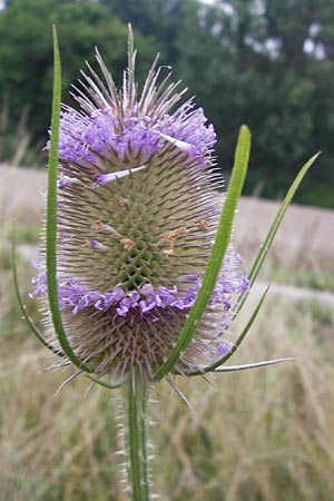 Dipsacus fullonum \ Wilde Karde / Wild Teasel, D Philippsburg 12.7.2014