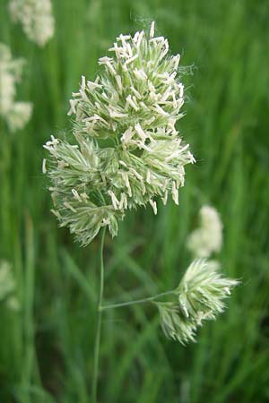 Dactylis glomerata \ Knuelgras / Cocksfoot Grass, Orchard Grass, D Lampertheim 27.5.2008