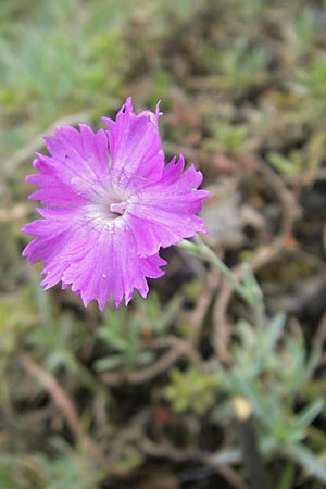 Dianthus gratianopolitanus \ Pfingst-Nelke / Cheddar Pink, D Franken/Franconia Ehrenbürg 17.5.2012