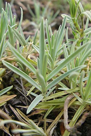 Dianthus gratianopolitanus \ Pfingst-Nelke / Cheddar Pink, D Franken/Franconia Ehrenbürg 17.5.2012