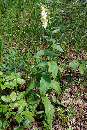 Digitalis grandiflora \ Grobltiger Fingerhut / Yellow Foxgloves, D Treuchtlingen 18.6.2014