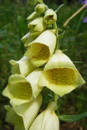Digitalis grandiflora \ Grobltiger Fingerhut / Yellow Foxgloves, D Treuchtlingen 18.6.2014