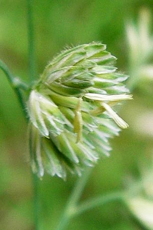 Dactylis glomerata \ Knuelgras / Cocksfoot Grass, Orchard Grass, D Treuchtlingen 18.6.2014