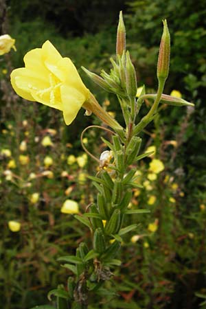 Oenothera x albivelutina \ Wei&szlig;schleier-Nachtkerze / White Veil Evening Primrose, D Graben-Neudorf 28.7.2014