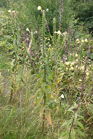Oenothera x albivelutina \ Wei&szlig;schleier-Nachtkerze / White Veil Evening Primrose, D Graben-Neudorf 28.7.2014