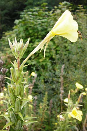 Oenothera x albivelutina \ Wei&szlig;schleier-Nachtkerze / White Veil Evening Primrose, D Graben-Neudorf 28.7.2014