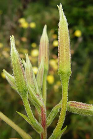 Oenothera x albivelutina \ Wei&szlig;schleier-Nachtkerze / White Veil Evening Primrose, D Graben-Neudorf 28.7.2014