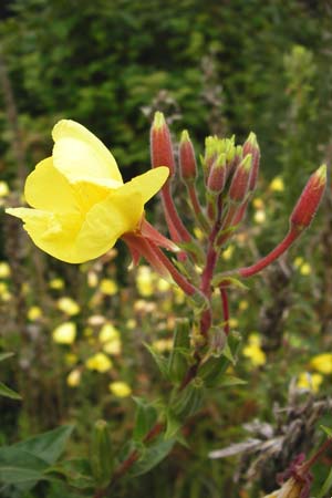 Oenothera coloratissima \ Tieffarbige Nachtkerze / Deep-Colored Evening Primrose, D Graben-Neudorf 28.7.2014