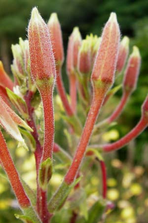 Oenothera coloratissima \ Tieffarbige Nachtkerze / Deep-Colored Evening Primrose, D Graben-Neudorf 28.7.2014