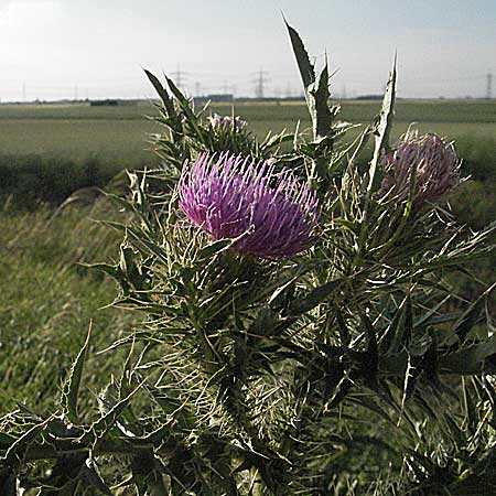 Carduus acanthoides \ Weg-Distel / Welted Thistle, D Ladenburg 21.6.2006