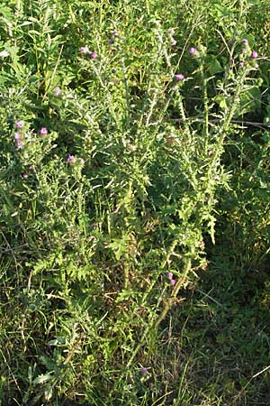 Carduus acanthoides \ Weg-Distel / Welted Thistle, D Ladenburg 21.6.2006