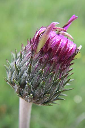 Cirsium tuberosum \ Knollige Kratzdistel, Knollen-Kratzdistel / Tuberous Thistle, D Hurlach 8.6.2008
