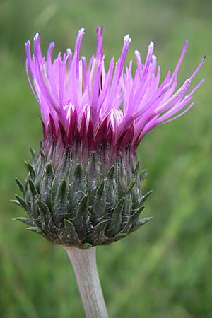Cirsium tuberosum \ Knollige Kratzdistel, Knollen-Kratzdistel / Tuberous Thistle, D Hurlach 8.6.2008