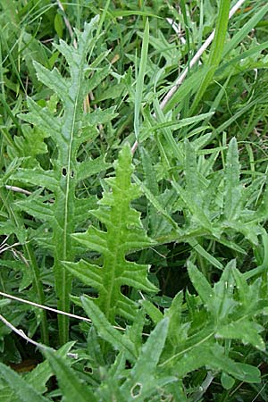 Cirsium tuberosum \ Knollige Kratzdistel, Knollen-Kratzdistel / Tuberous Thistle, D Hurlach 8.6.2008