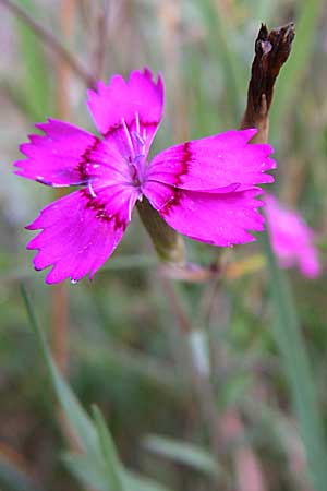 Dianthus deltoides \ Heide-Nelke / Maiden Pink, D Enkenbach-Alsenborn 20.7.2008